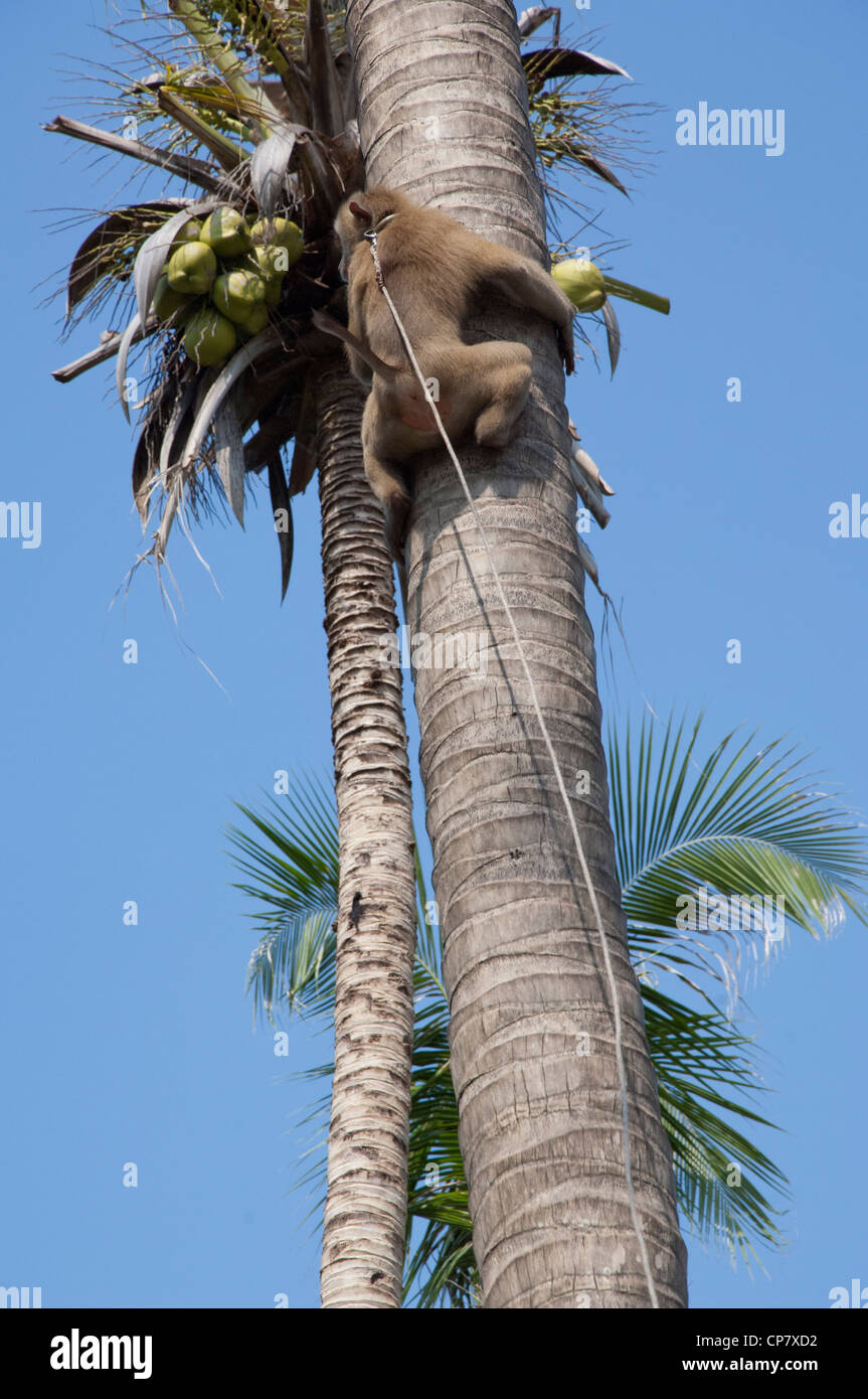 Thailandia, isola di Ko Samui (aka Koh samui). piantagione di cocco, addestrati macaco scimmia. Foto Stock