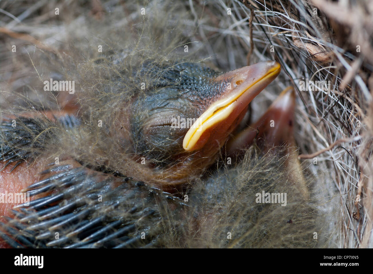 Gray Wagtail nido. Uccello endemico da isole Azzorre Foto Stock