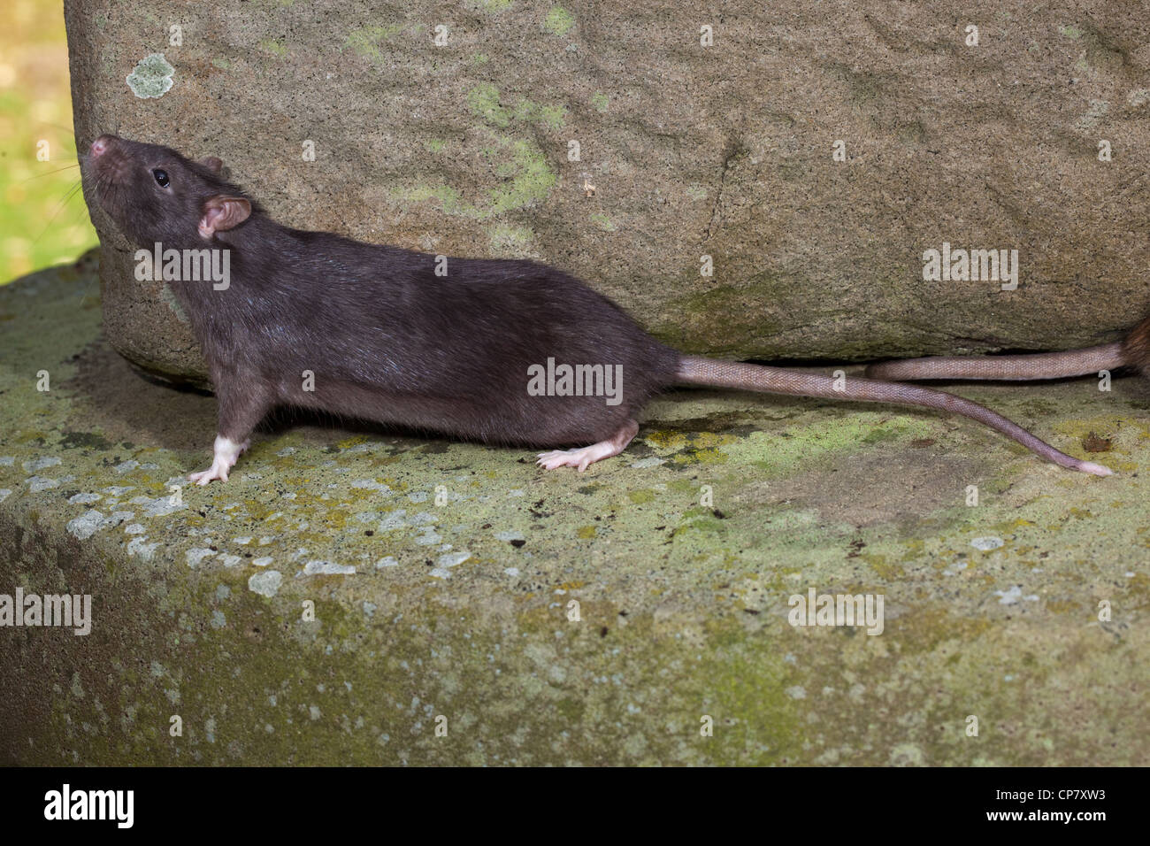 Marrone (Ratto Rattus norvegicus). "In nero" o melanistic forma. Foto Stock