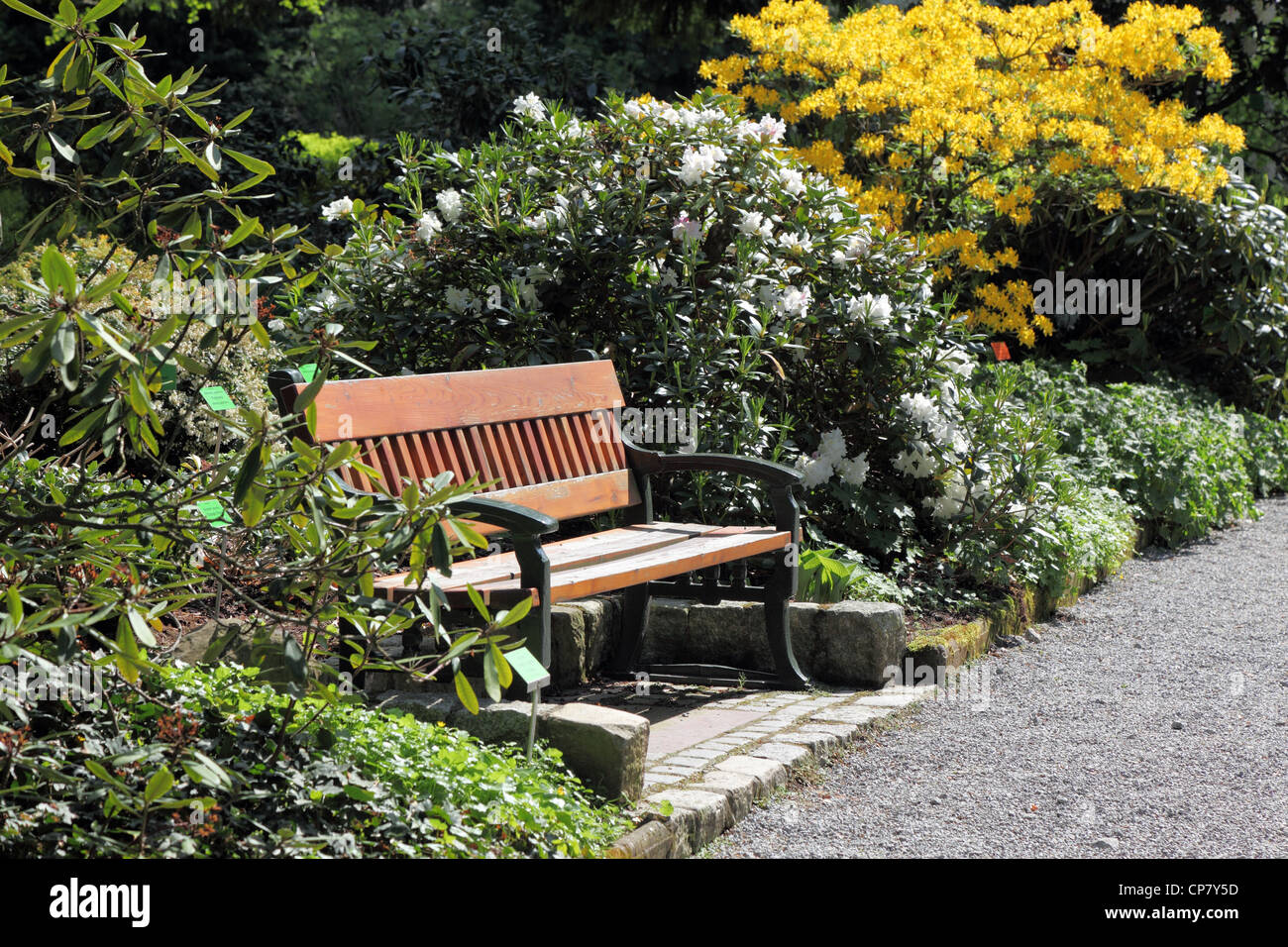 Banco sotto una fioritura azalee e rododendri in primavera arboreto, Foto Stock