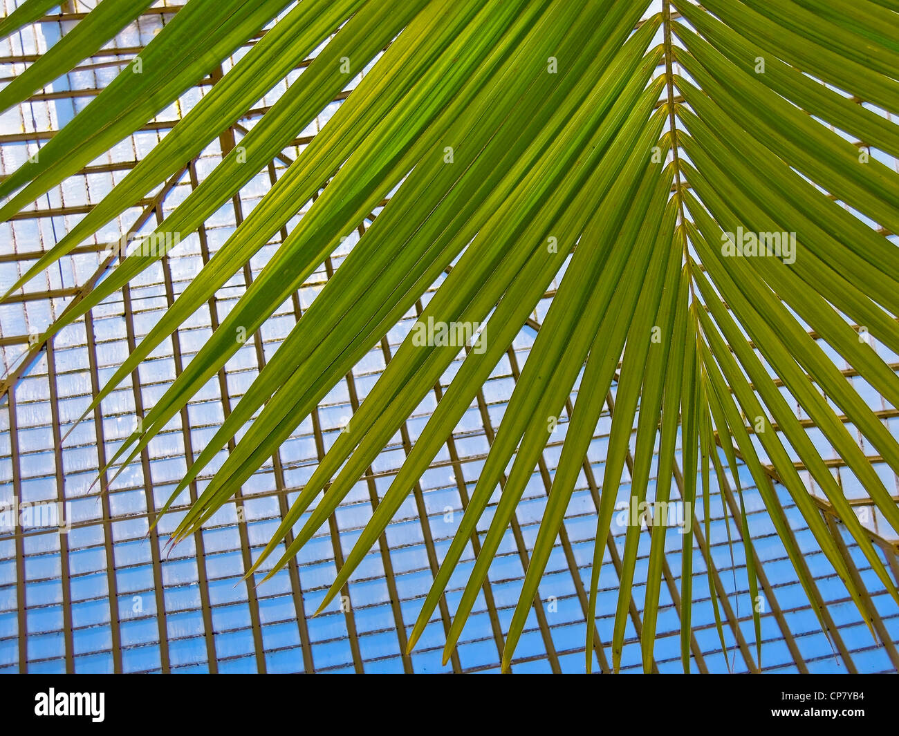 Una paglia Palm cresce alta all'interno di un padiglione di vetro. Foto Stock