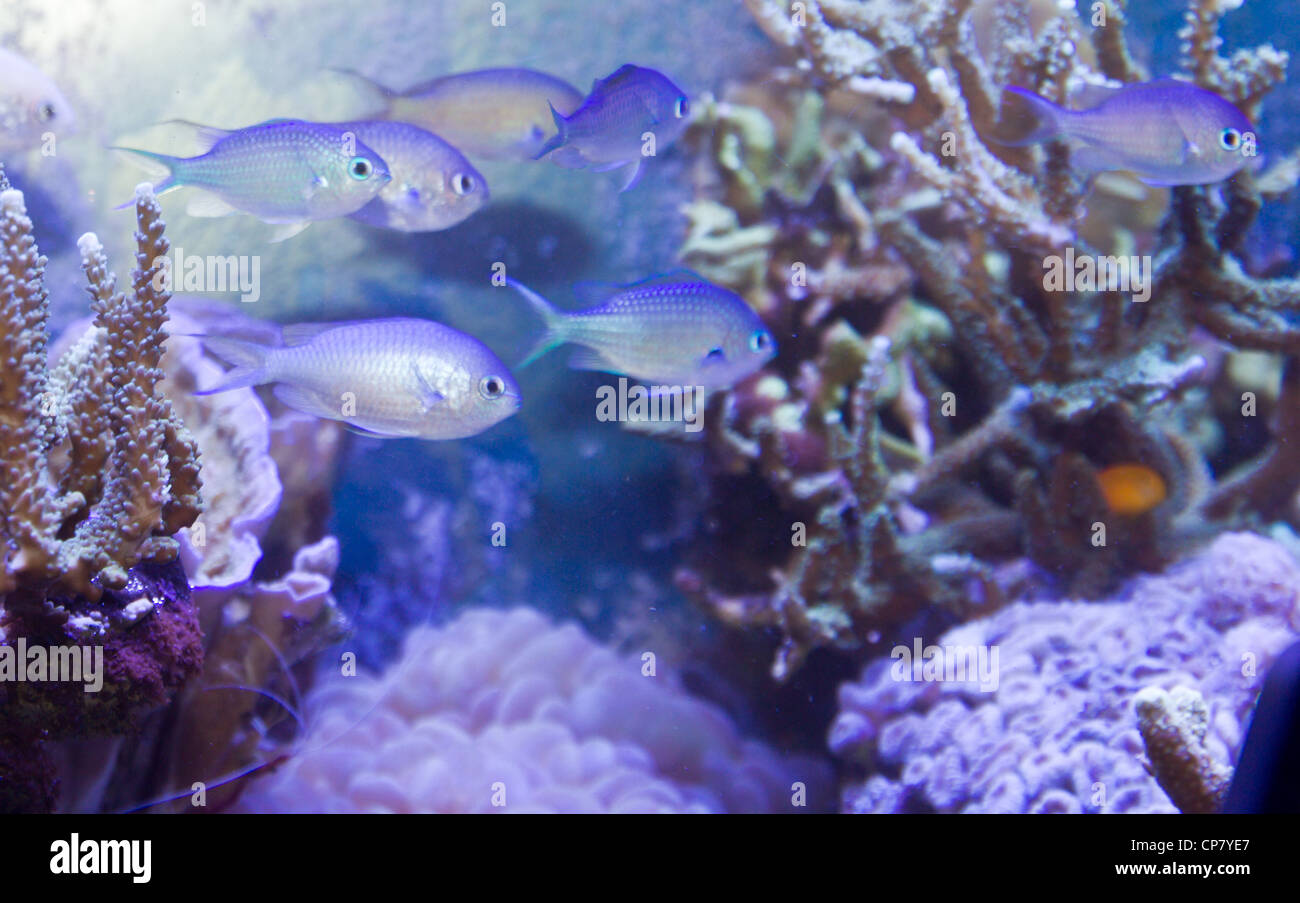 pesci tropicali Foto Stock