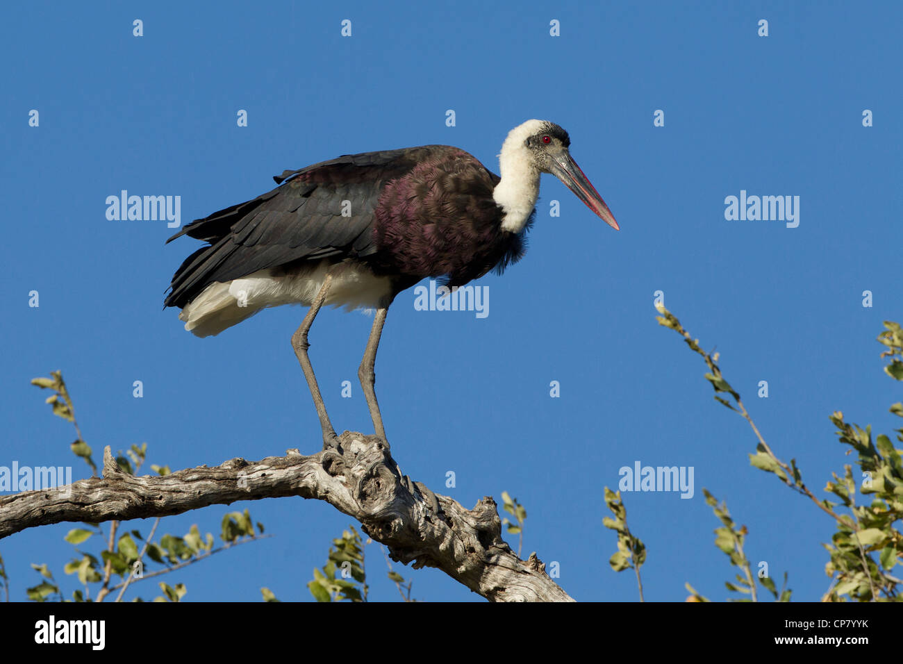 Wooly colli, Stork (Ciconia episcopus) appollaiato su un ramo in Sud Africa il Kruger Park Foto Stock