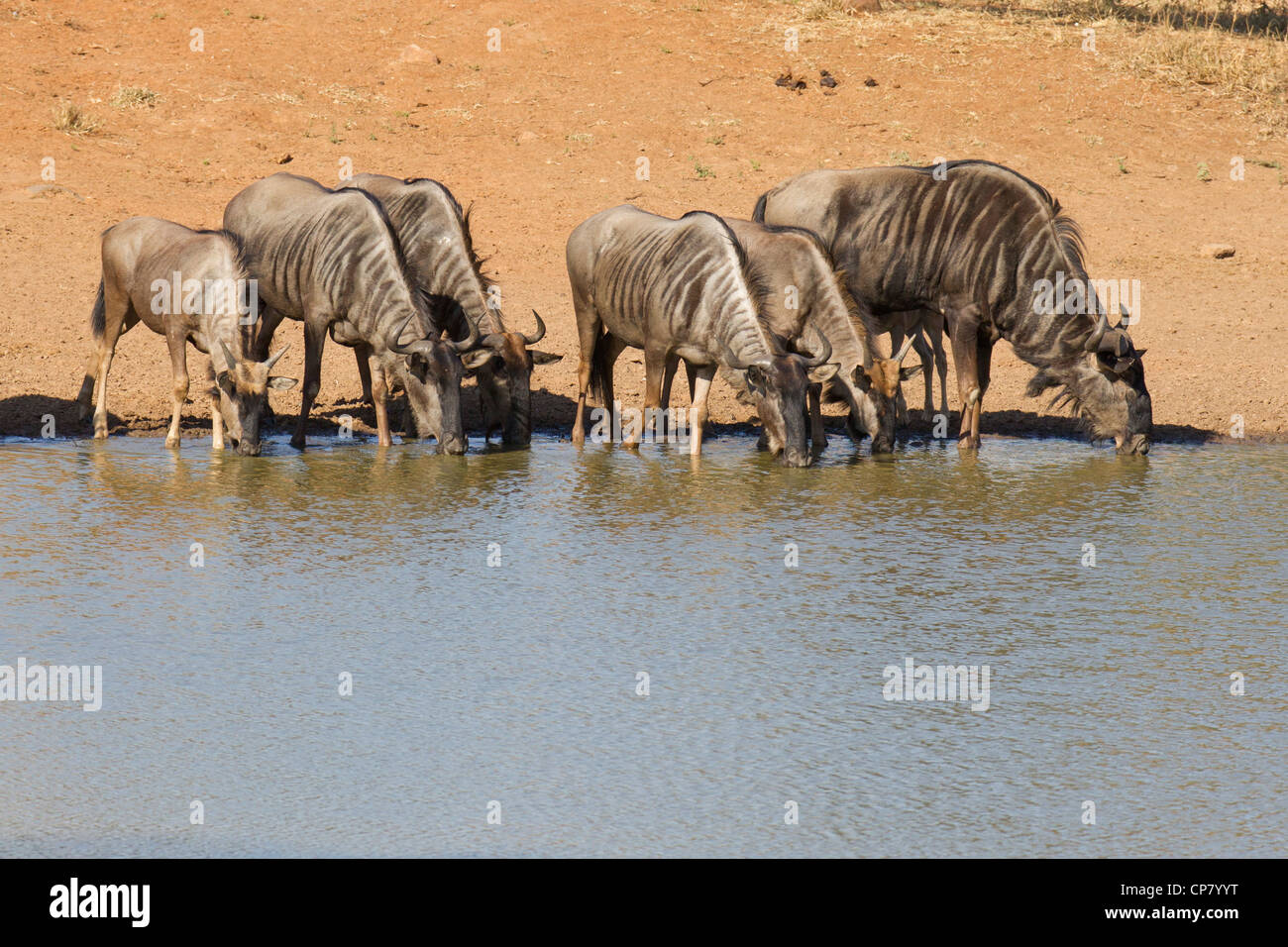 Una mandria di gnu blu (Connochaetes taurinus) acqua potabile da una coppa naturale nel Sud Africa il Kruger Park Foto Stock