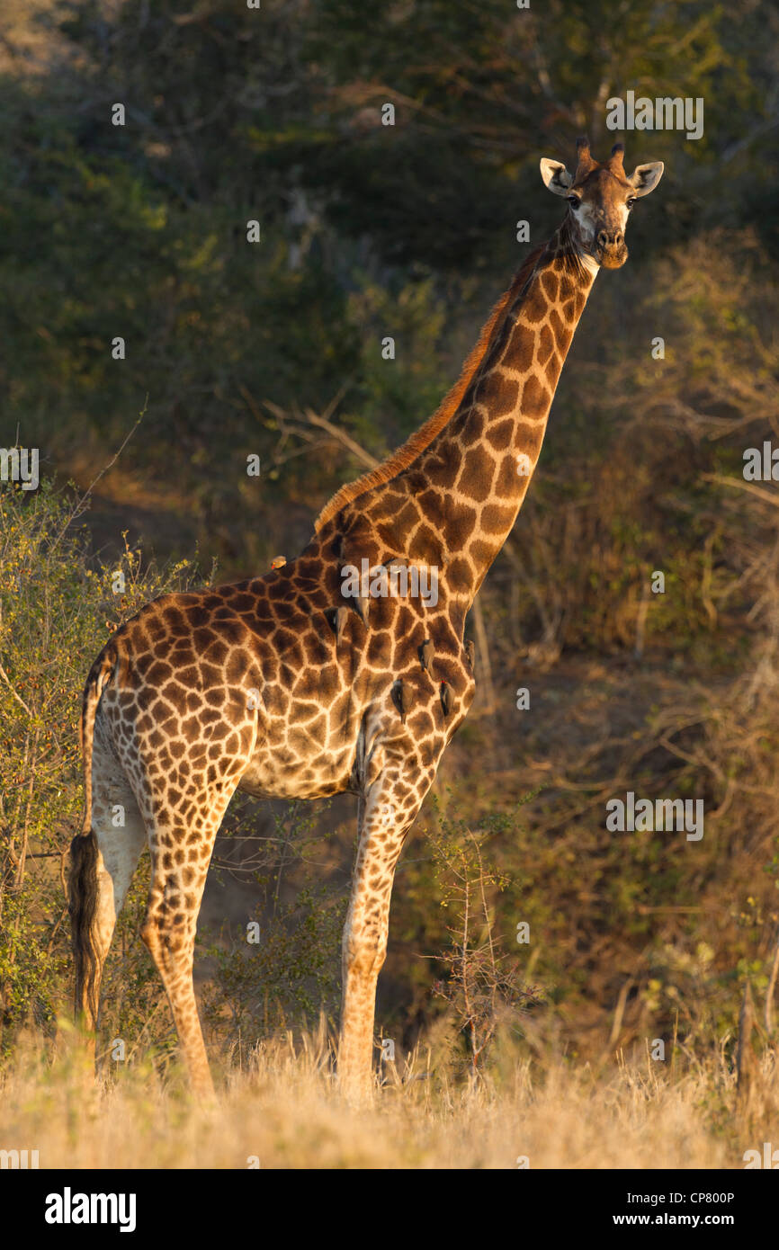 Giraffa meridionale (Giraffa camelopardalis) nel Sud Africa il Kruger Park Foto Stock