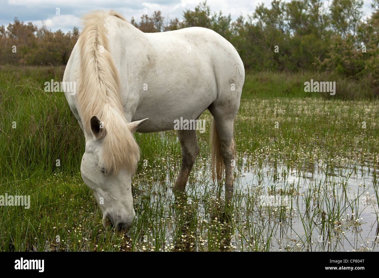 Camargue cavallo in una zona umida, Camargue, Francia Foto Stock