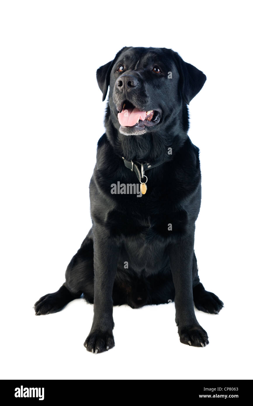 Labrador nero Foto Stock