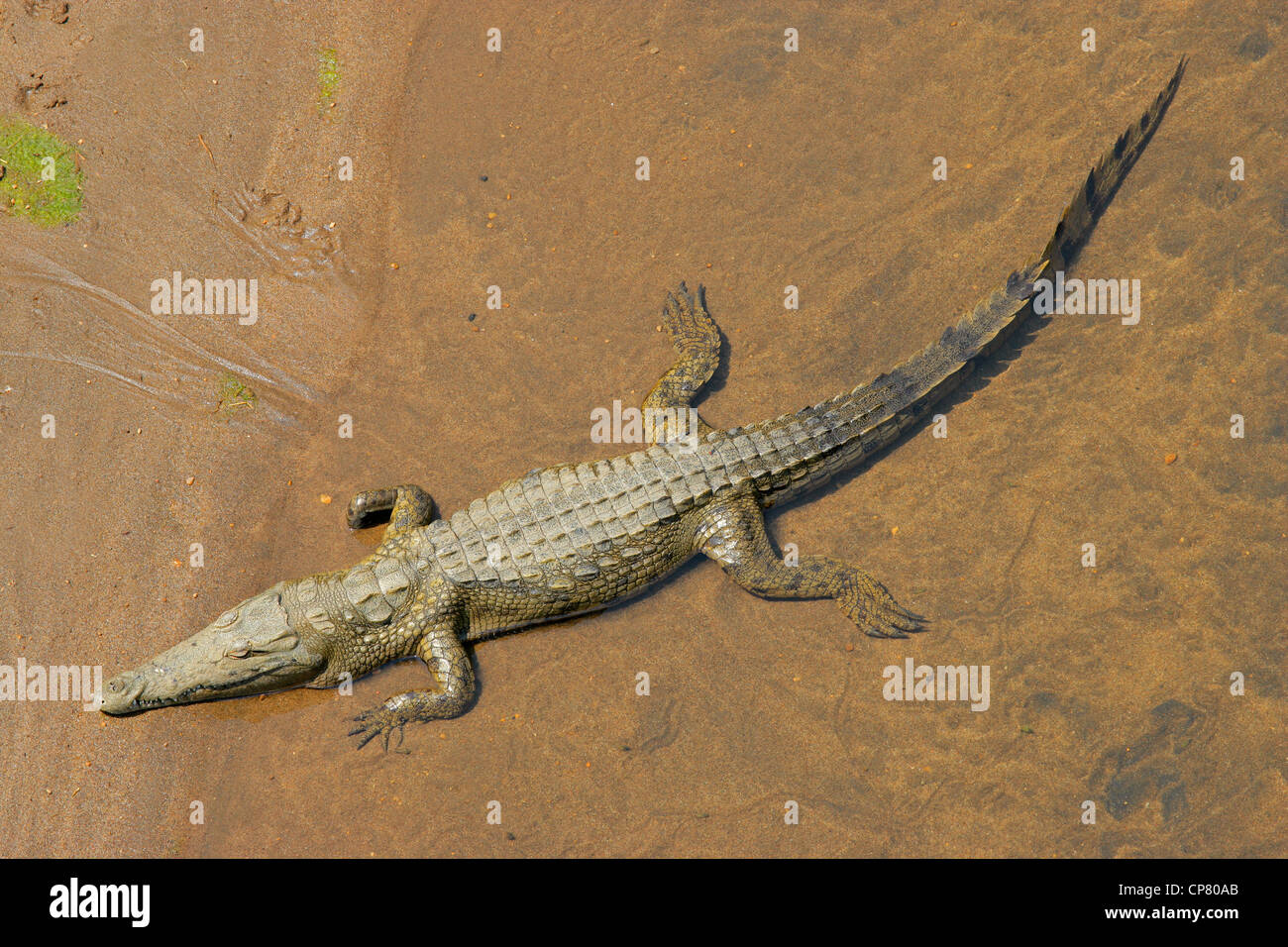 Coccodrillo del Nilo (Crocodylus niloticus) in acque poco profonde, Sud Africa Foto Stock