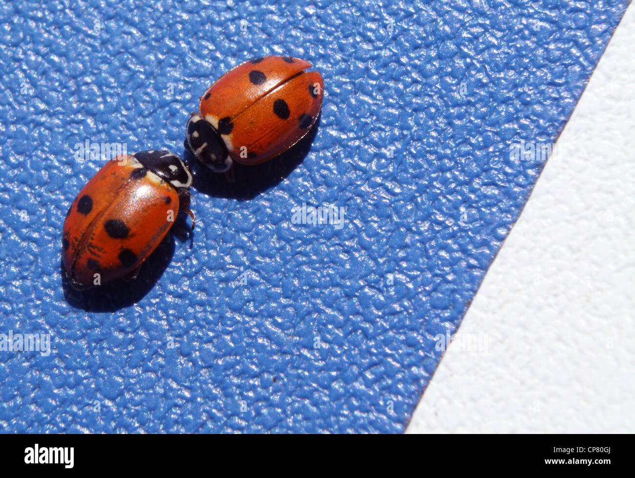 Un close-up di due orange ladybugs in amore su un blu tavolo da ping pong. Foto Stock