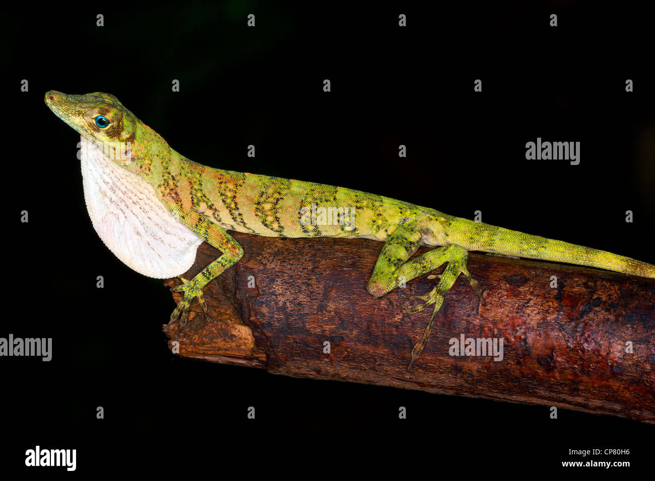 Dagli occhi blu Anolis maschio lizard visualizzazione di giogaia in Western Ecuador. Foto Stock