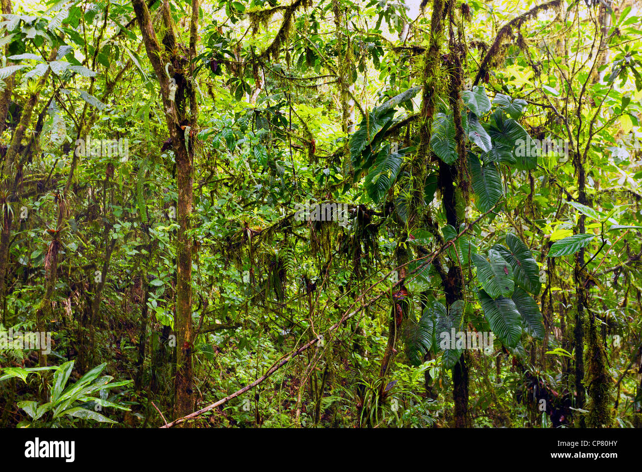 Interno del cloudforest umida sulla gamma costiere in western Ecuador Foto Stock