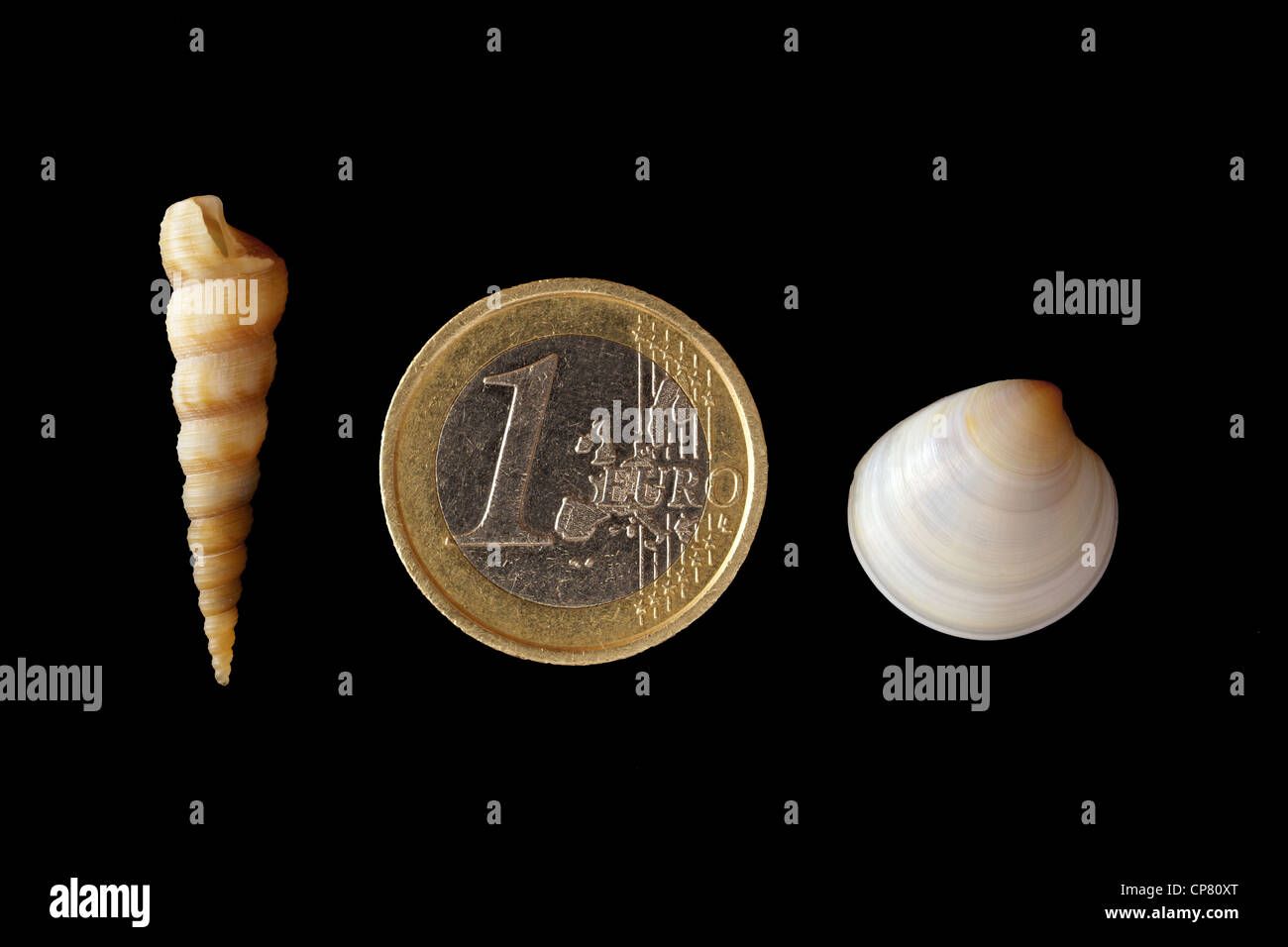 Monete in euro con due gusci Foto Stock
