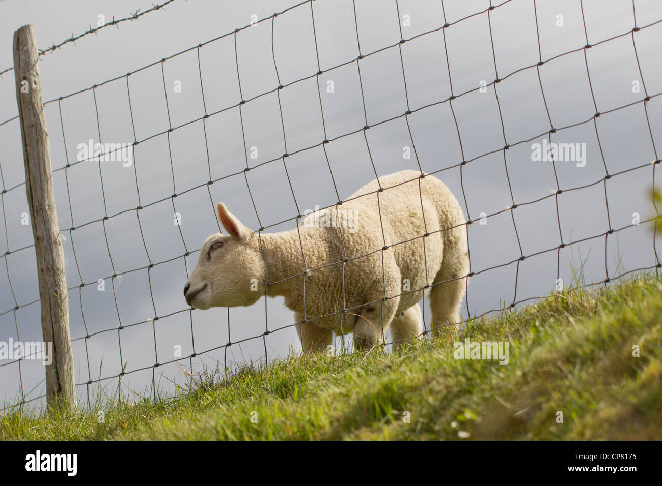 L'erba del vicino è sempre più verde. Un agnello si blocca in un recinto di filo come si raggiunge per l'erba verde. Foto Stock