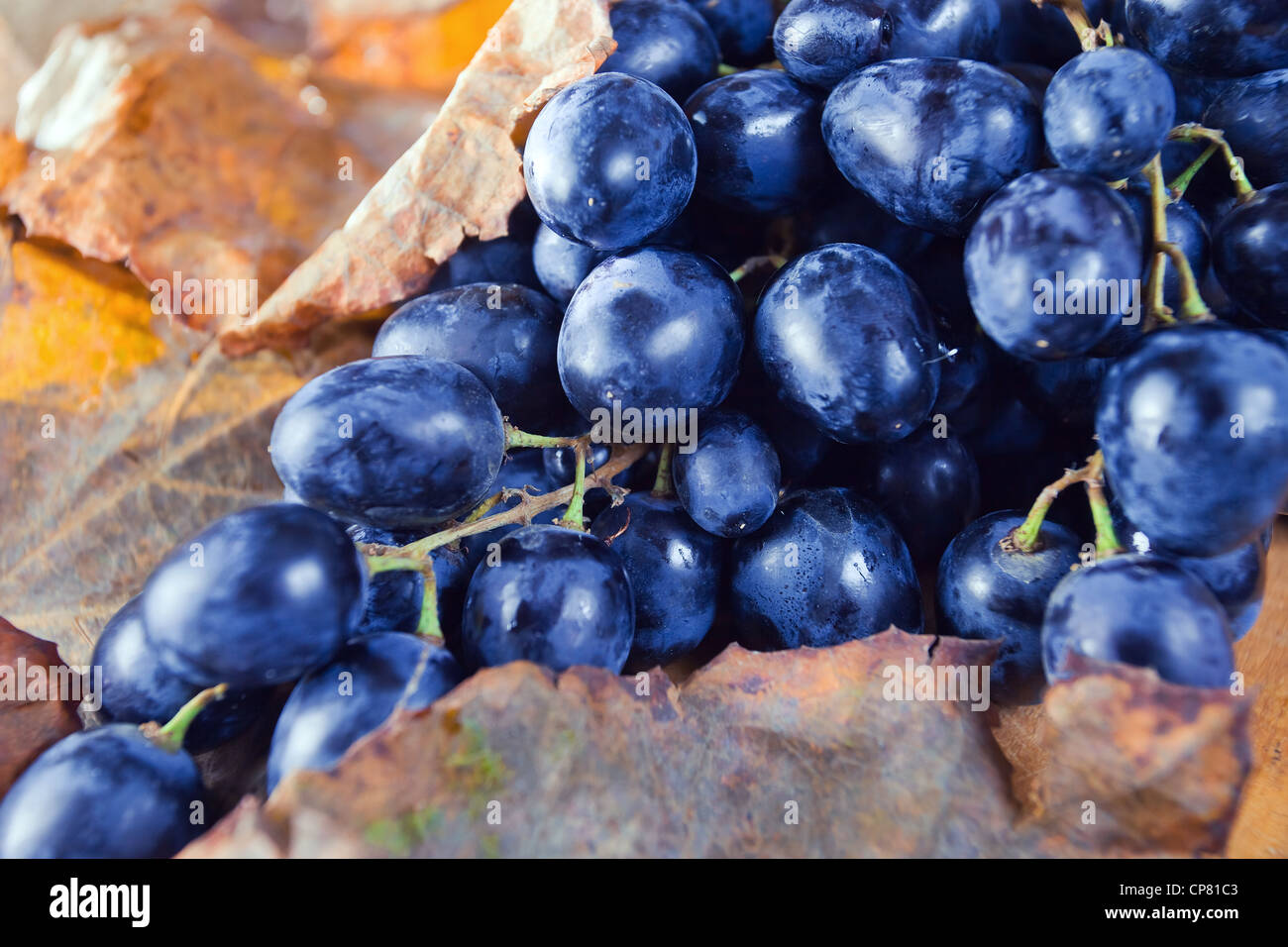 Mature uve blu e la asciugò foglie marrone. Foto Stock