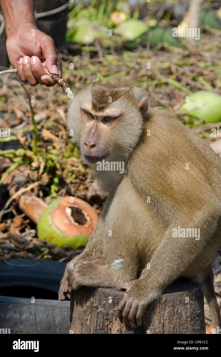 Thailandia, isola di Ko Samui (aka Koh samui). piantagione di cocco, addestrati macaco scimmia. Foto Stock
