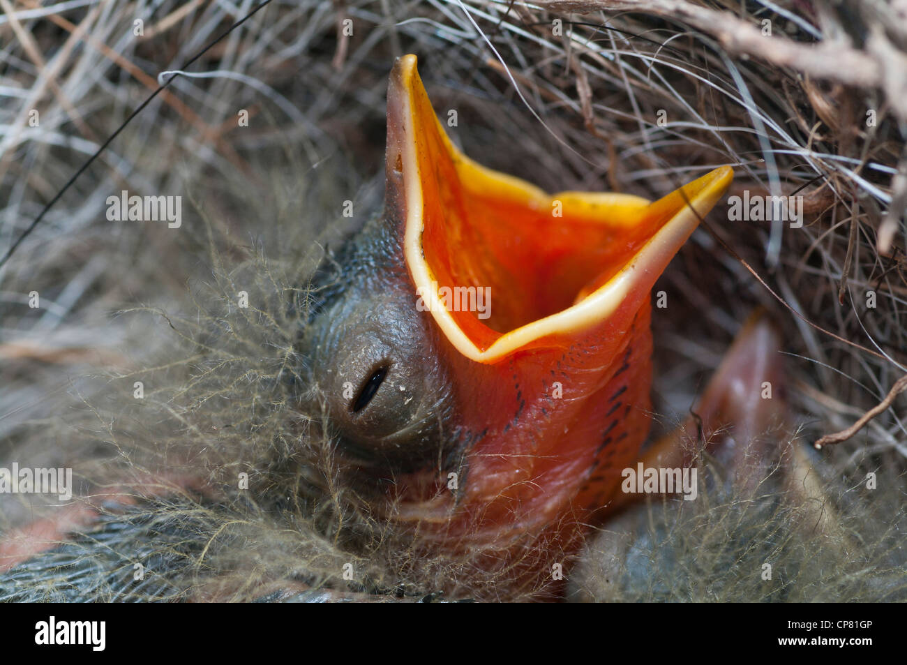 Motacilla cinerea Foto Stock