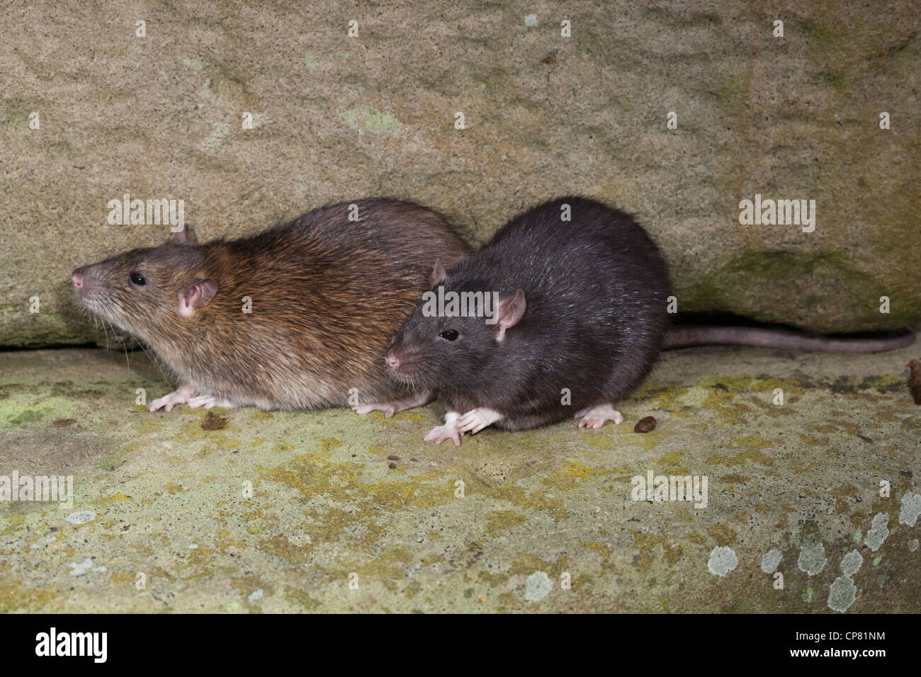 Ratti marrone (Rattus norvegicus). "Nero" o forma melanisic destra, a fianco di un "normale" animale colorati, a sinistra. Foto Stock