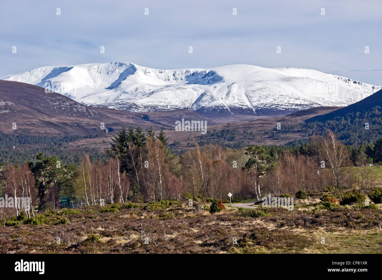Snow clad scozzese Braeriach di montagna nel Parco Nazionale di Cairngorms visto da Rothiemurchus Highland scozzesi con la betulla & pineta nella parte anteriore Foto Stock