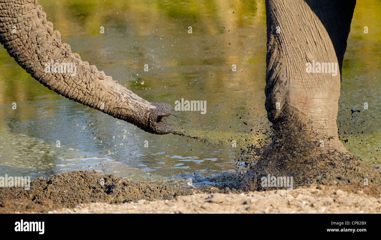 Un toro dell' elefante africano getta fango fresco sul suo piede per mantenere assillo insetti presso la baia. Sud Africa Foto Stock