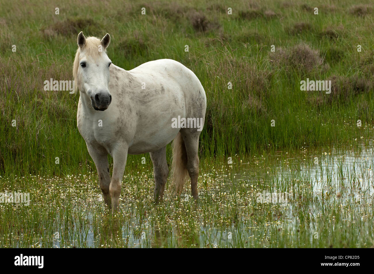 Cavalli Camargue rovistando in una zona umida, Camargue, Francia Foto Stock