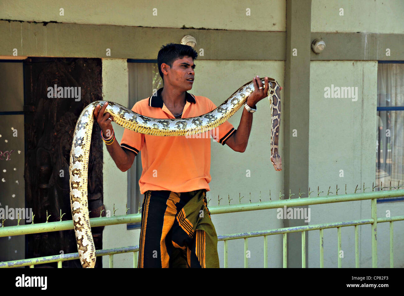 Il serpente incantatore detiene un indiano (Python Python molurus), Sri Lanka Foto Stock