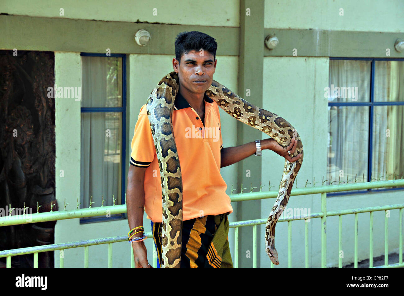 Il serpente incantatore detiene un indiano (Python Python molurus), Sri Lanka Foto Stock