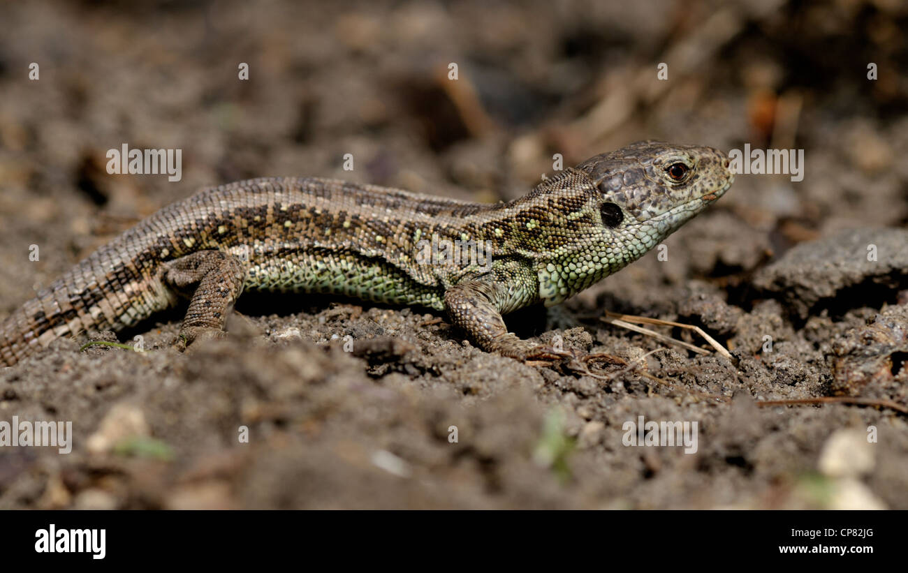 La sabbia lucertola - Lacerta agilis -riscaldamento fino al sole del mattino. Foto Stock