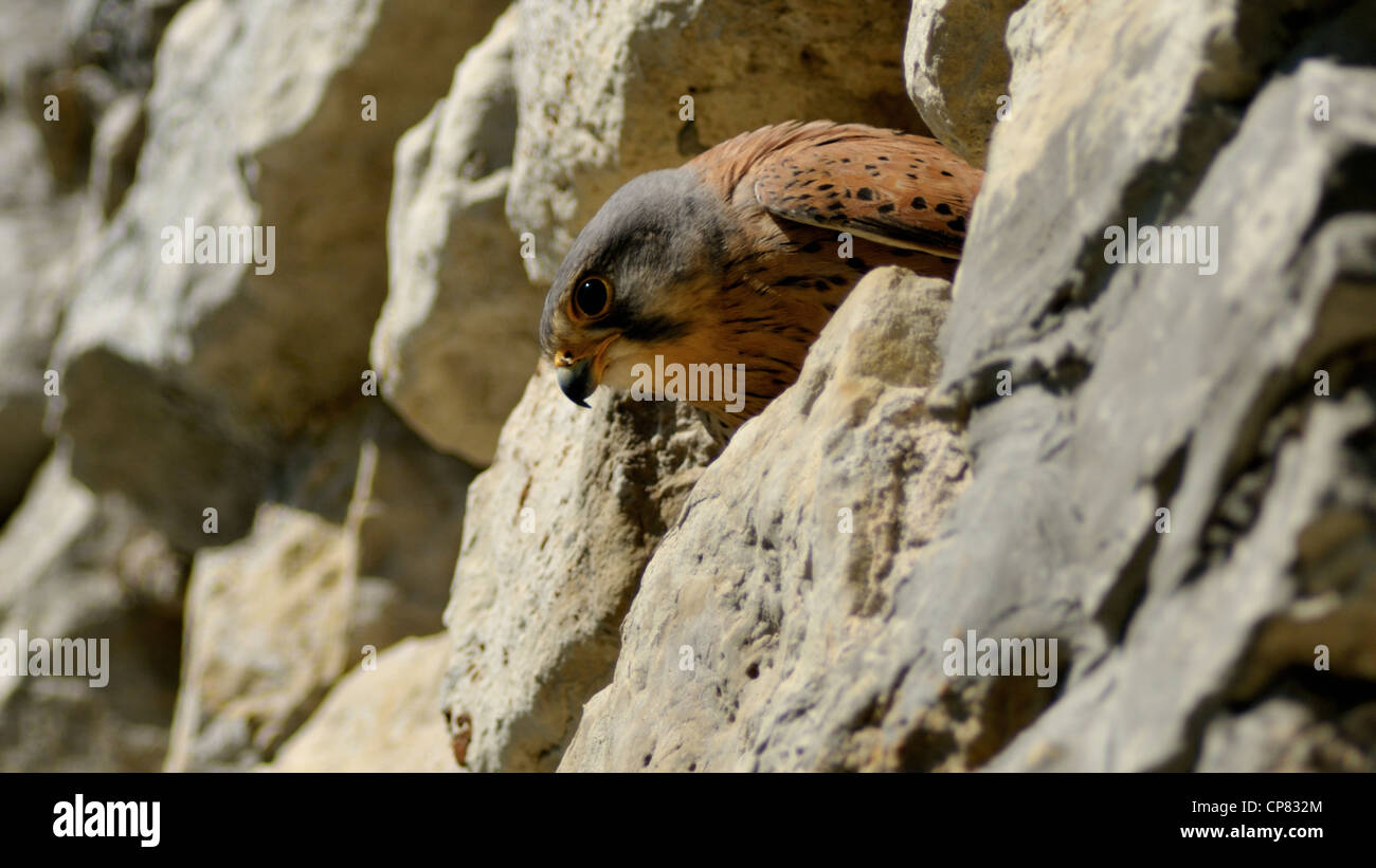 Comune - il Gheppio Falco tinnunculus - uccello di pregare da falcon famiglia. Foto Stock