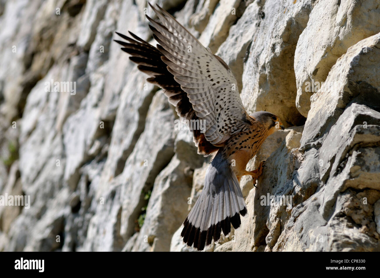 Comune - il Gheppio Falco tinnunculus - uccello di pregare da falcon famiglia. Foto Stock