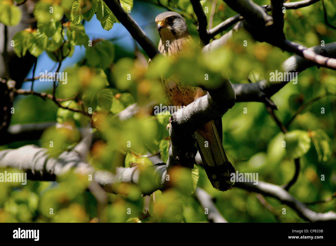 Comune - il Gheppio Falco tinnunculus - uccello di pregare da falcon famiglia. Foto Stock