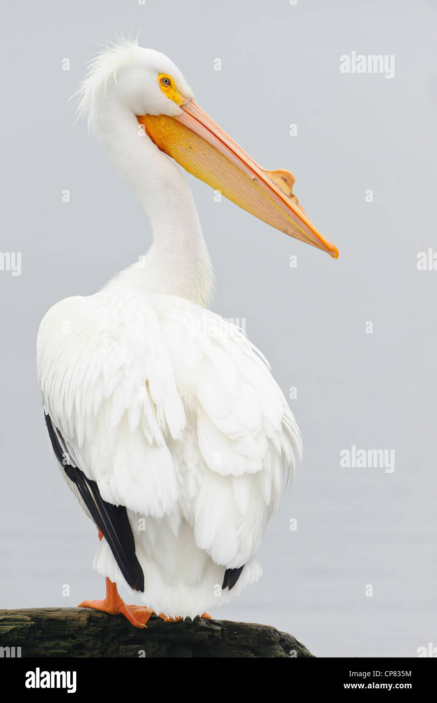 Ritratto di un americano bianco Pelican, White Rock Lake, Dallas, Texas Foto Stock