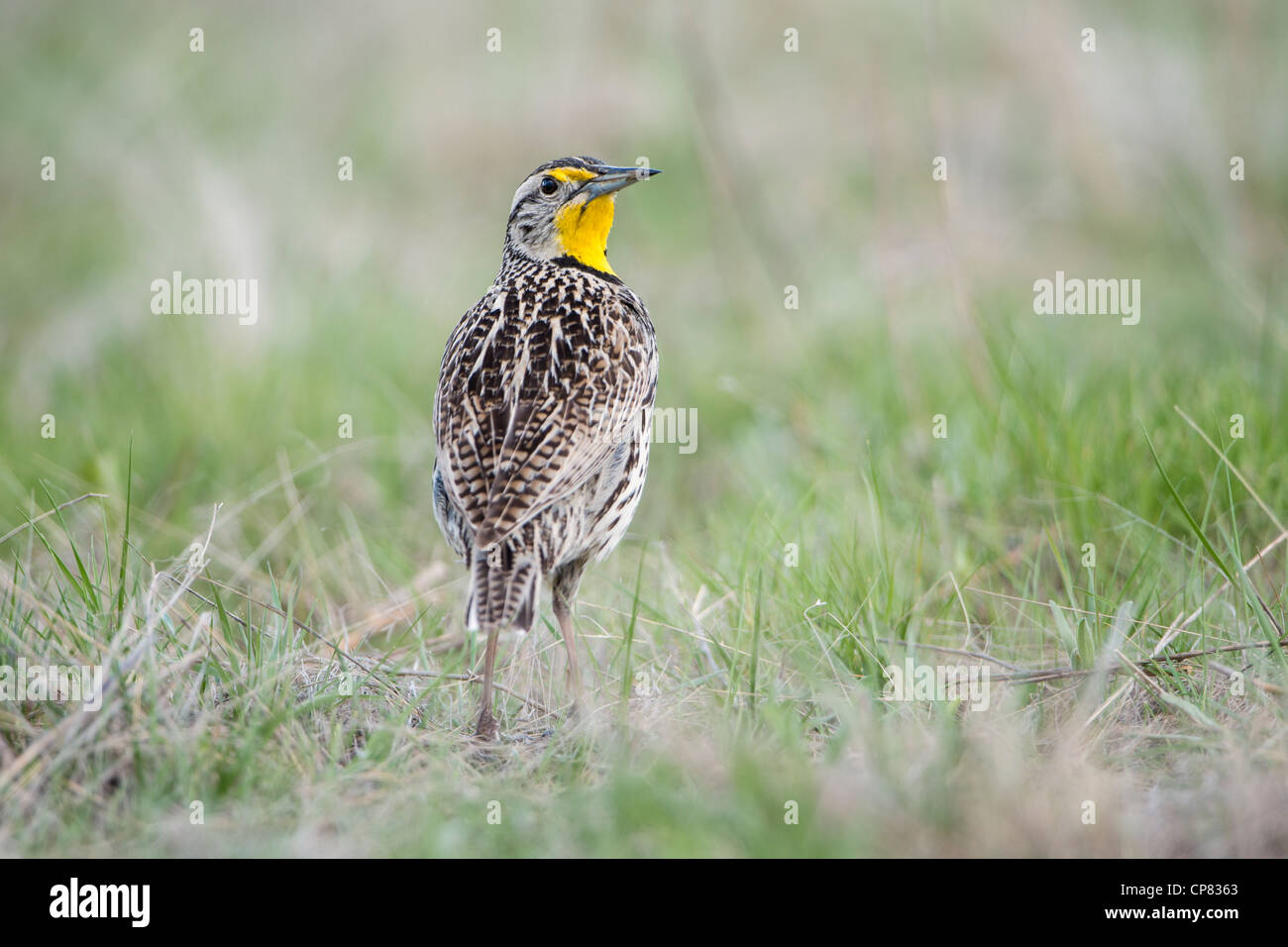 Western Meadowlark sul terreno, Western Montana Foto Stock