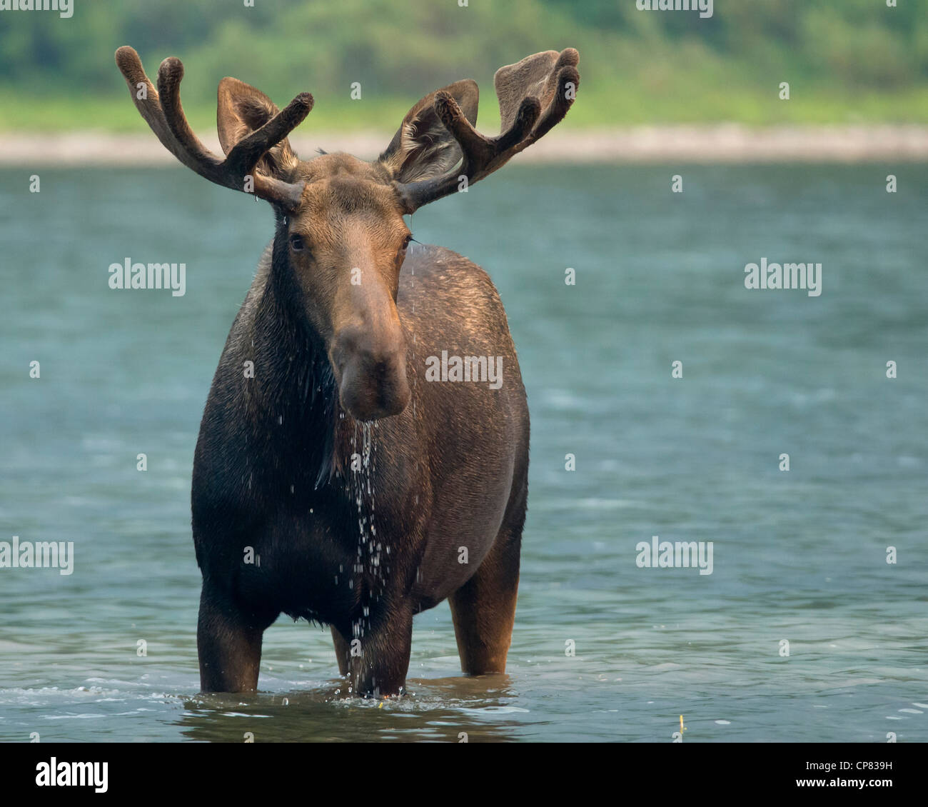 Bull Moose (Alces alces), il Parco Nazionale di Glacier, Montana Foto Stock