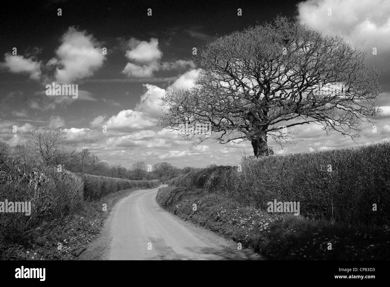 Lone Oak di siepe Foto Stock Lone Oak di siepe Foto Stock