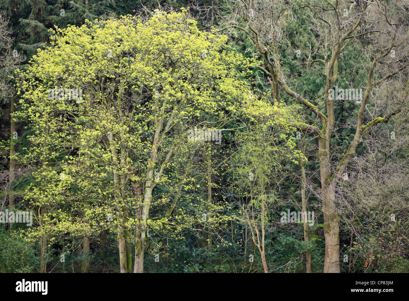 Close up di rami di alberi in Nidderdale durante la primavera Foto Stock