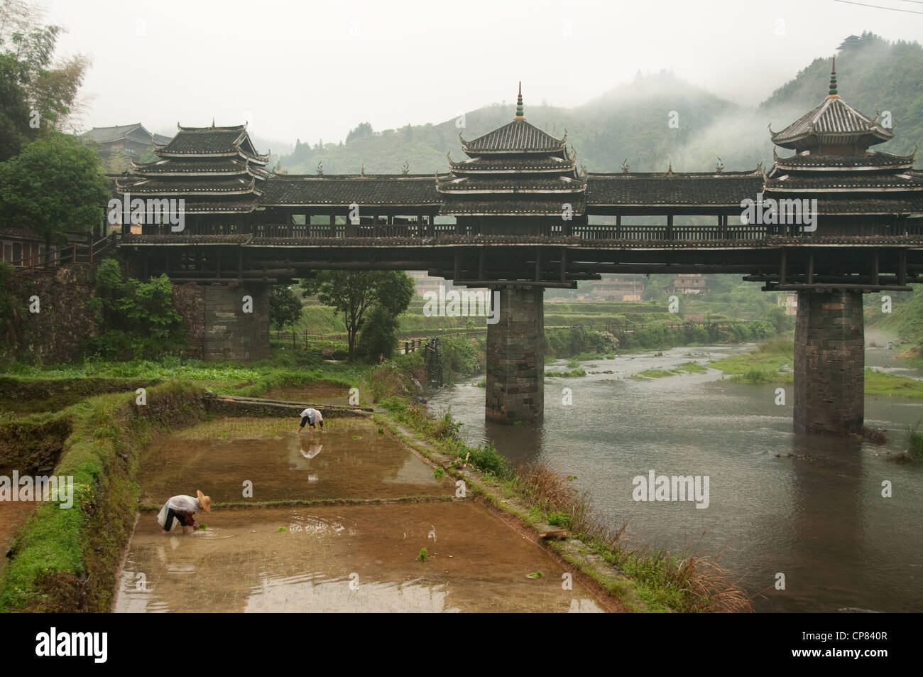 Operai agricoli piantare piante di riso irrigato sui campi di riso sotto un antico "vento e aria' bridge, chengyang Foto Stock