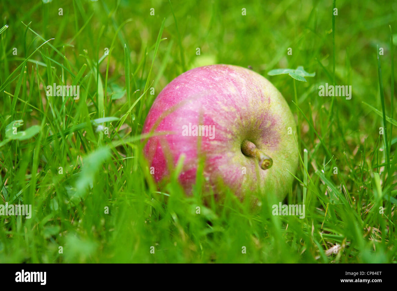 Apple caduti in erba Foto Stock