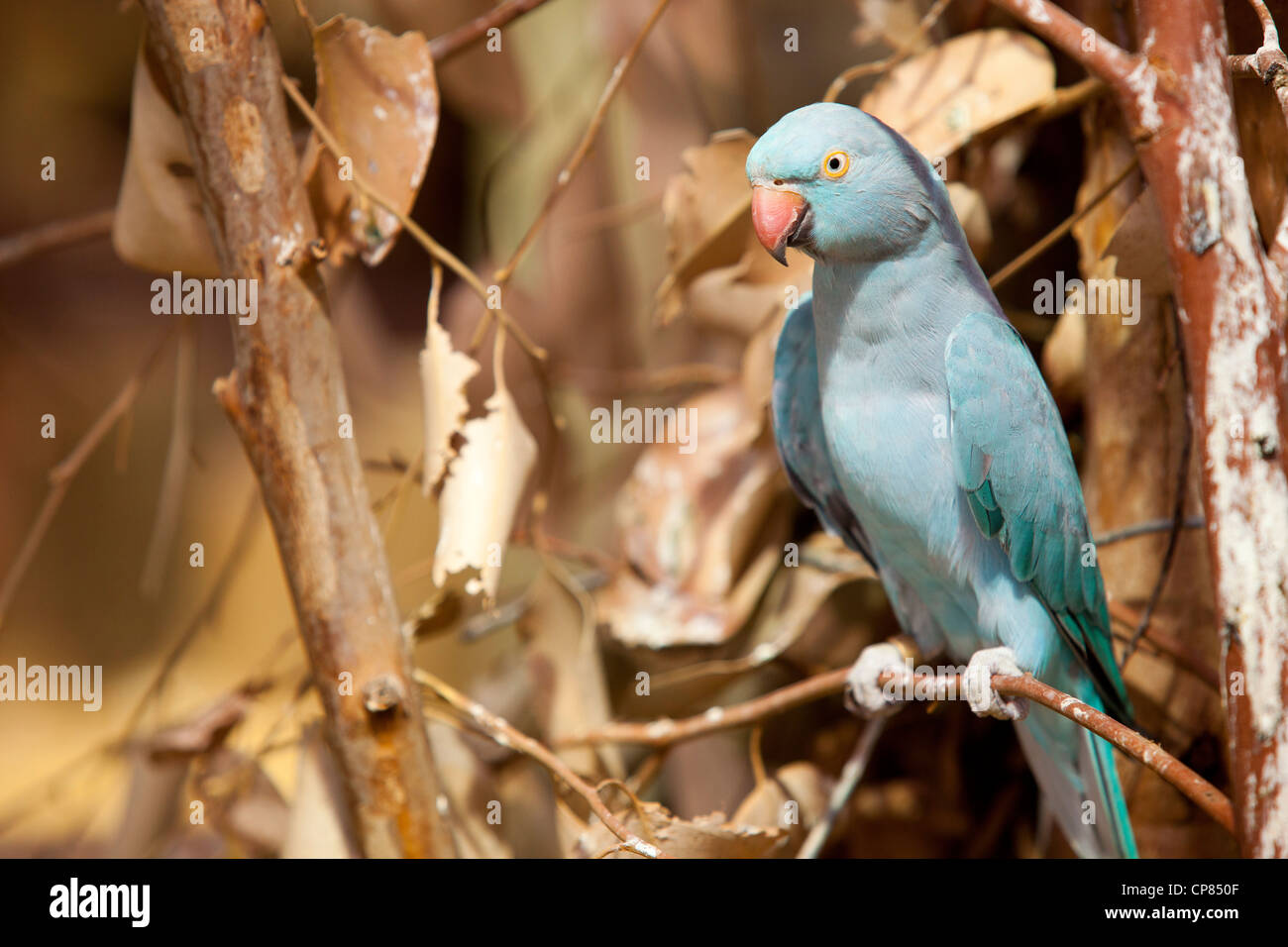 Un pappagallo Blue Ringneck in un albero a Exotic Animal World, Klapmuts, Sud Africa. Foto Stock
