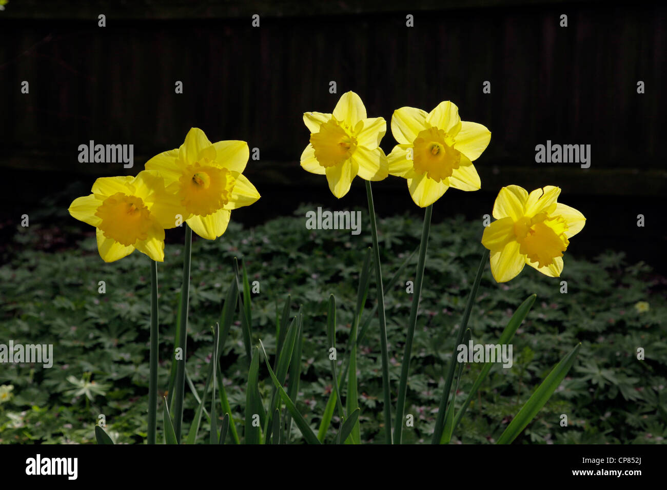 Cinque transilluminated yellow daffodils Foto Stock