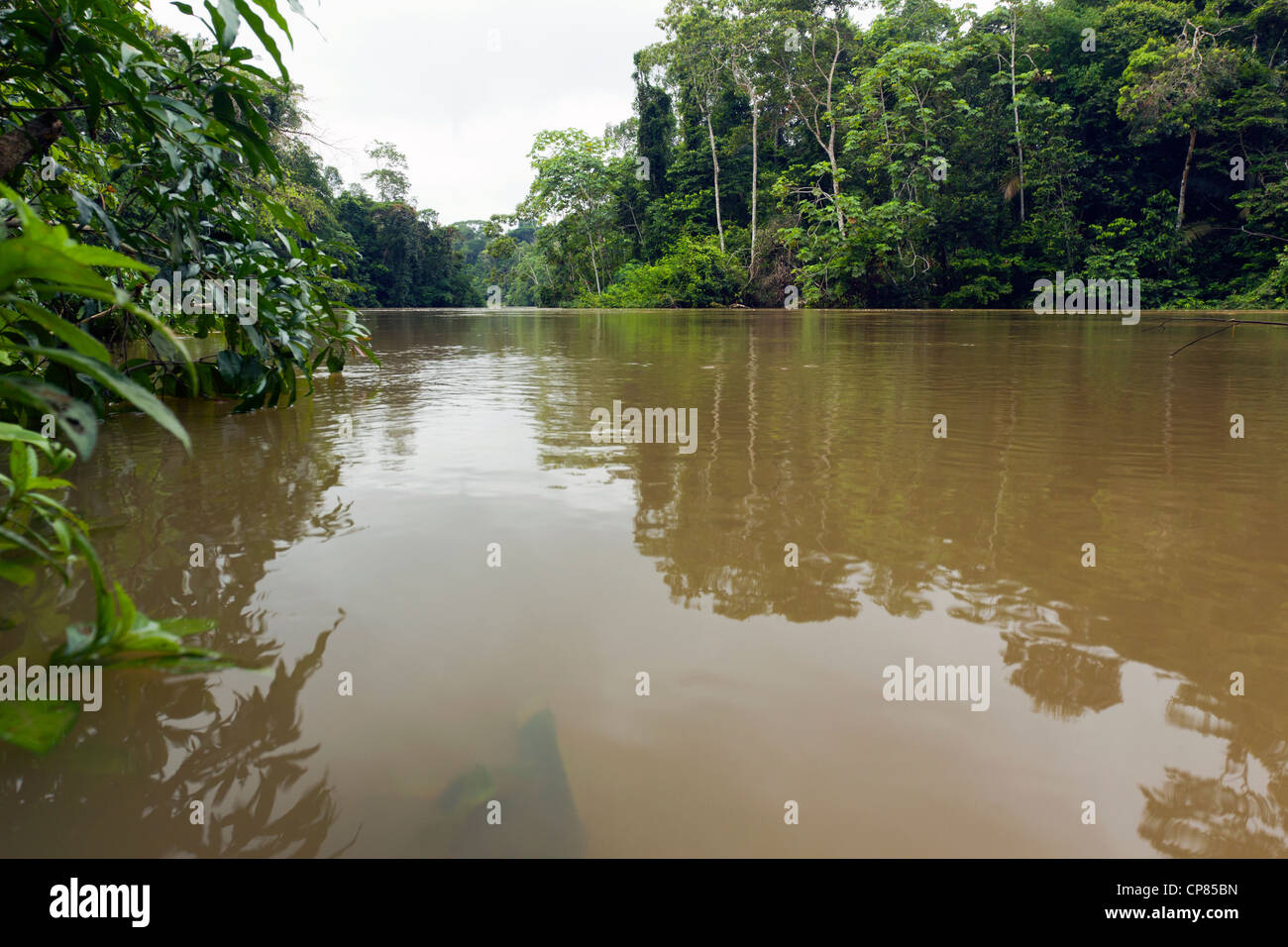 Una lanca (un antico meandro tagliato fuori dal fiume principale) accanto al rio Tiputini in Amazzonia ecuadoriana Foto Stock