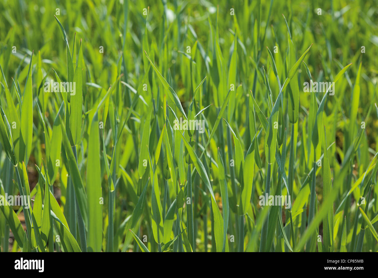 Frammento di verde campo di cereali in primavera Foto Stock