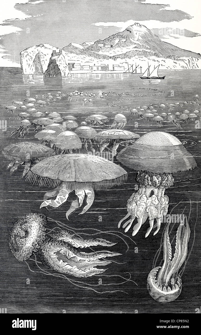 Medusae o meduse, cnidarians (Cnidaria) e pettine gelatine (Ctenophora), incisione storica del XIX secolo, Quallen oder Medu Foto Stock