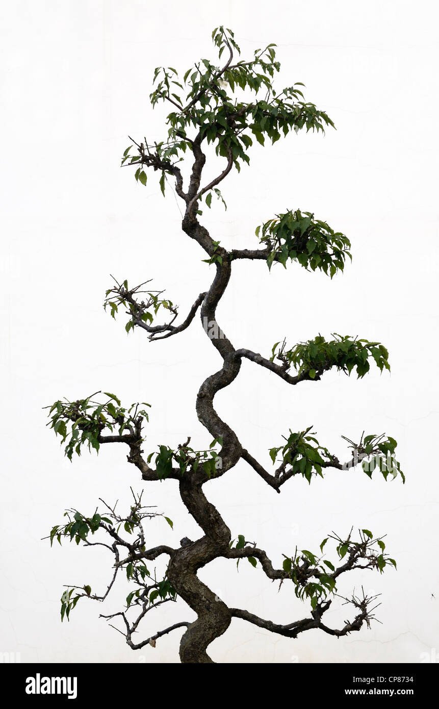 Albero con tronco contorto immagini e fotografie stock ad alta risoluzione  - Alamy