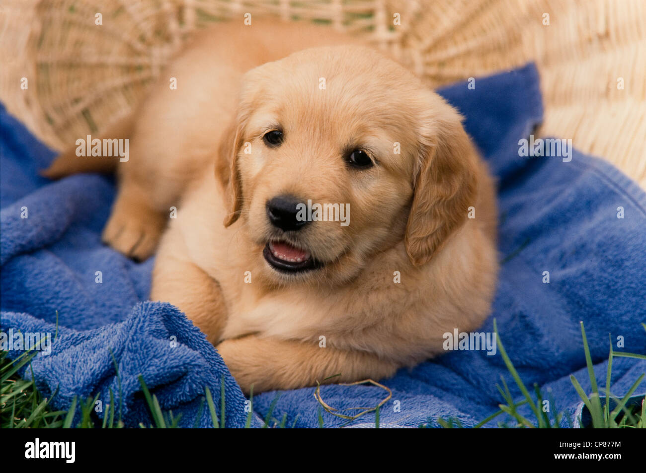 Golden Retriever cucciolo giacente su asciugamano Foto Stock