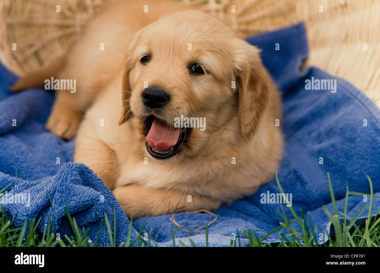 Golden Retriever cucciolo giacente su un asciugamano sbadigli Foto Stock