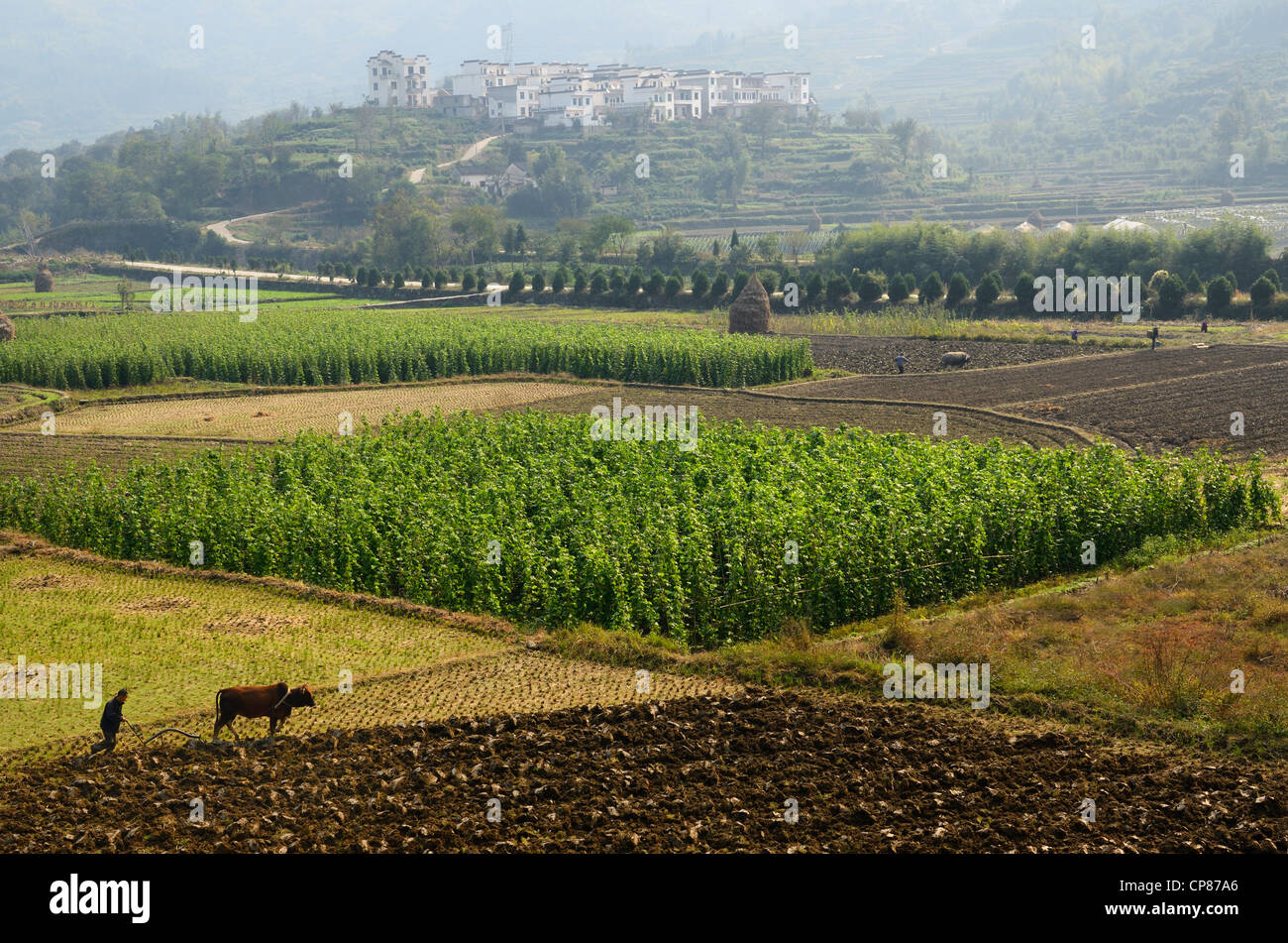 Gli agricoltori arare i campi con i buoi e le coltivazioni su valley terreni agricoli a Yanggancun hilltop village Huangshan Repubblica Popolare Cinese Foto Stock
