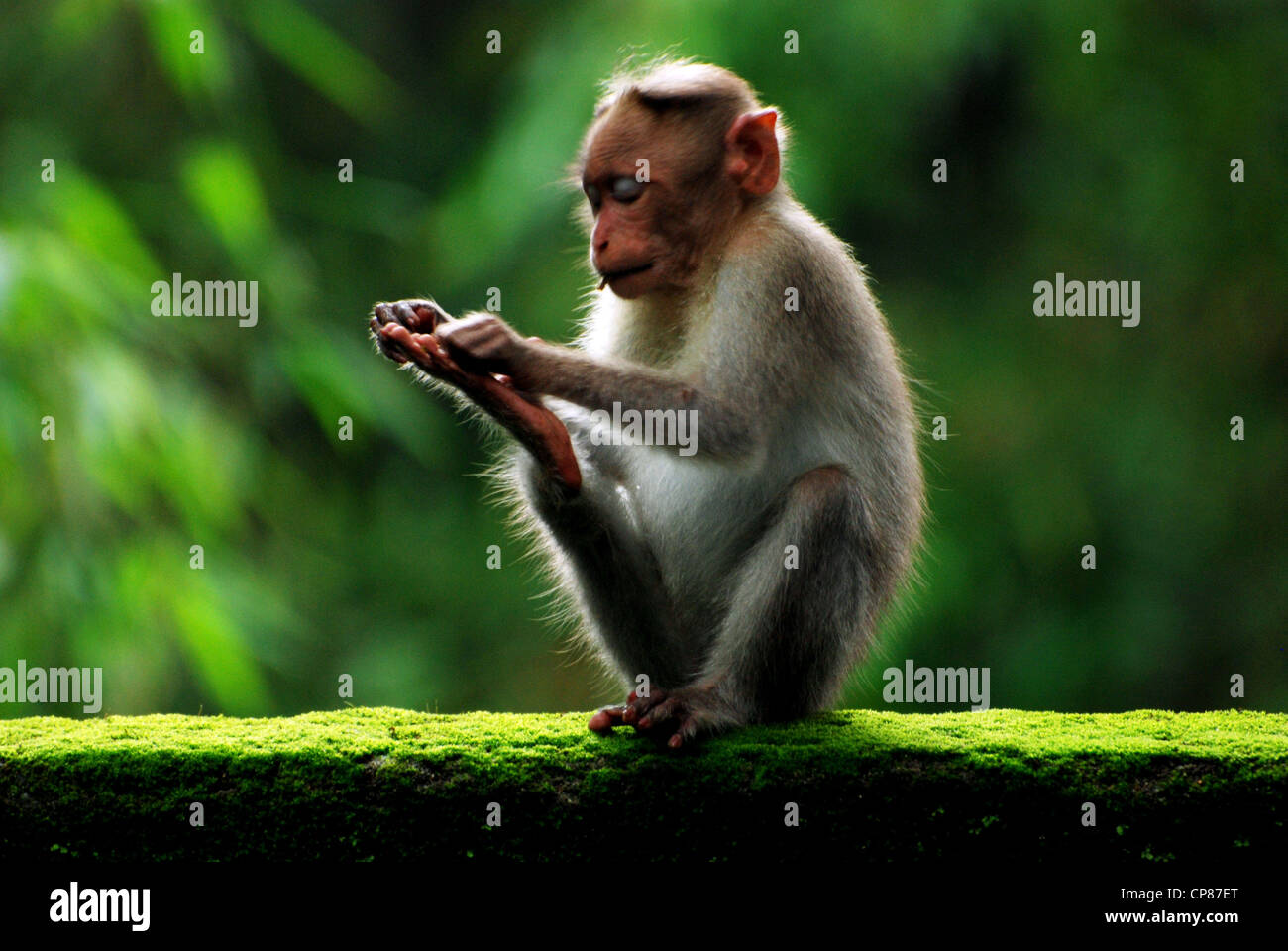 Indian macaco rhesus monkey Foto Stock