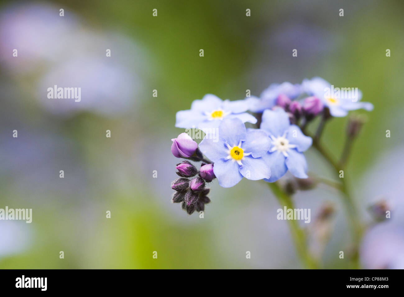 Myosotis sylvatica . Non ti scordar di me in un giardino inglese. Foto Stock