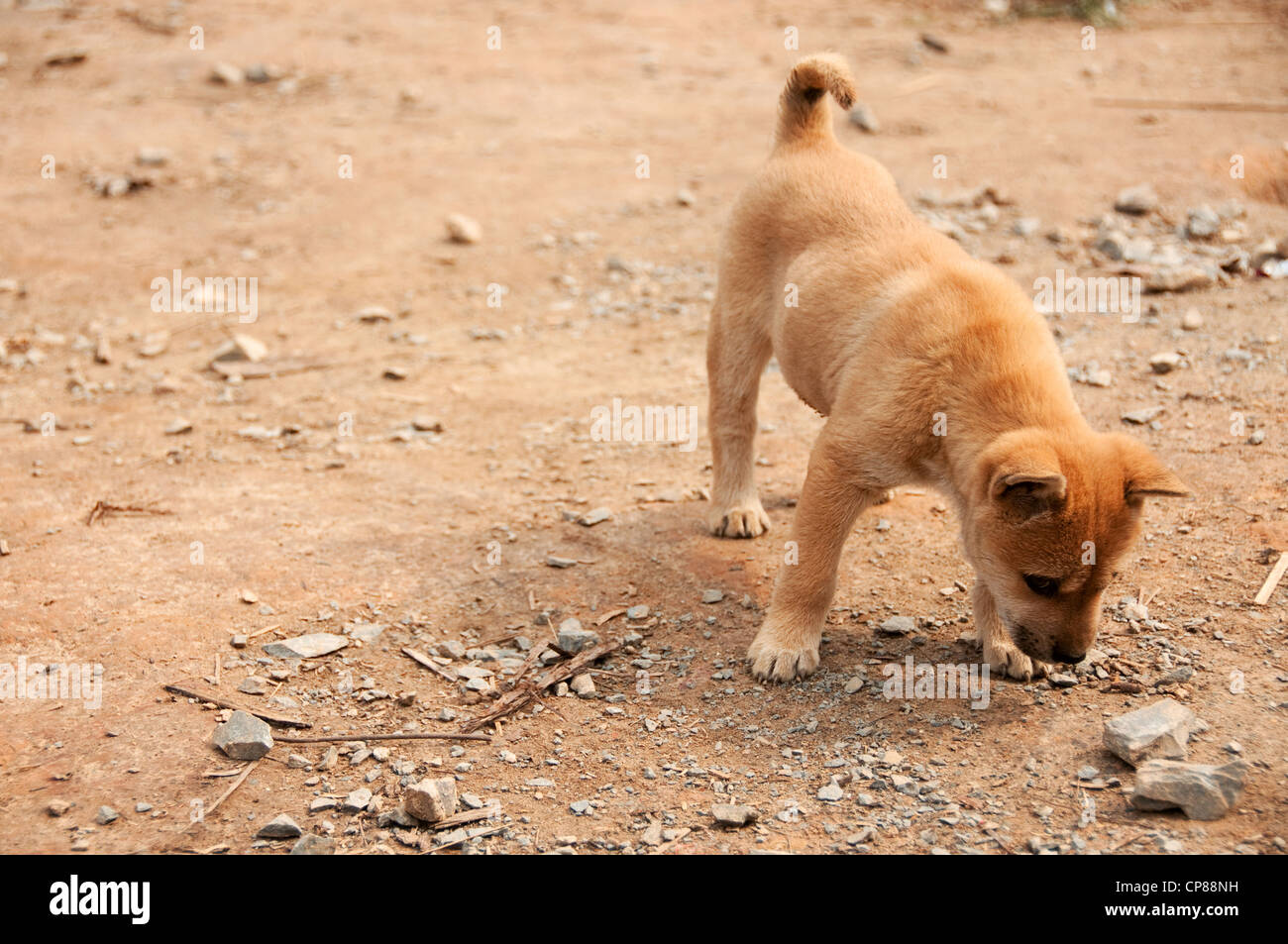 Cucciolo di cane in un basha miao pistola uomini villaggio cinese Foto Stock Cucciolo di cane in un basha miao pistola uomini villaggio cinese Foto Stock