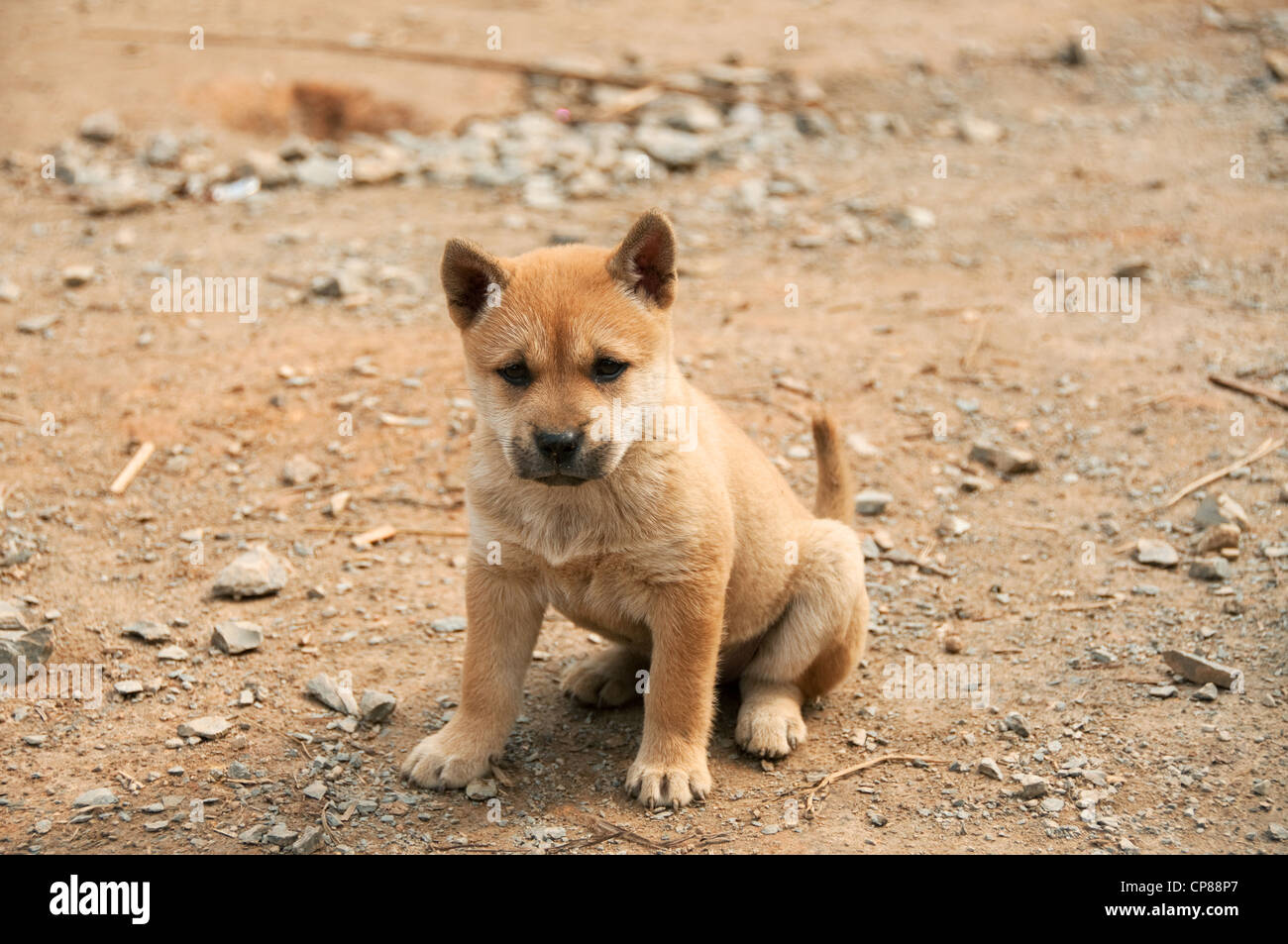 Cucciolo di cane in un basha miao pistola uomini villaggio cinese Foto Stock Cucciolo di cane in un basha miao pistola uomini villaggio cinese Foto Stock